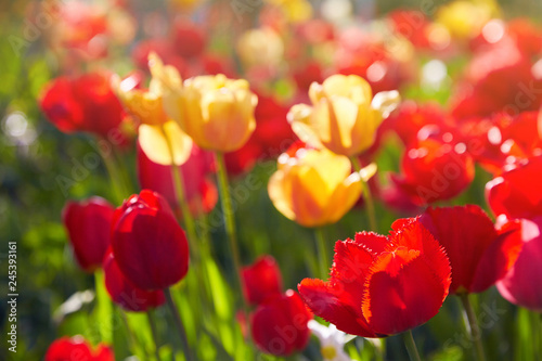 Group of colorful tulips lit by sunlight. Soft selective focus  tulips close up  toning. Bright colorful tulip photo background