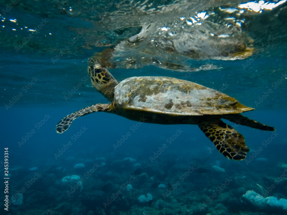 Obraz premium Schildkröte beim Atmen