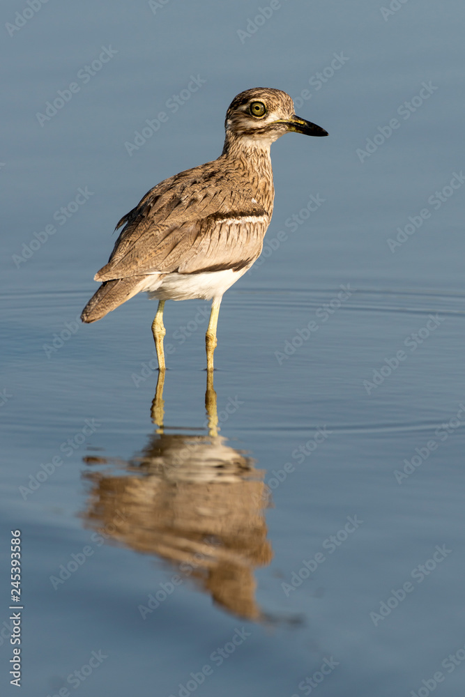 Oedicnème tachard, Burhinus capensis, Spotted Thick knee, Afrique du Sud Oedicnème tachard, Burhinus capensis, Spotted Thick knee, Afrique du Sud