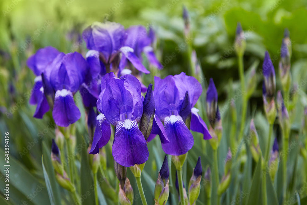 Violet-blue flowers of  bearded iris (Iris germanica)  on a green background of meadow grasses