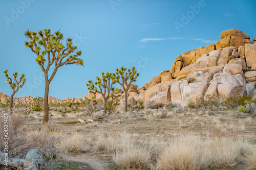 Fototapeta Naklejka Na Ścianę i Meble -  Joshua Tree