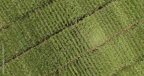 infinite agriculture field movig on diagonal