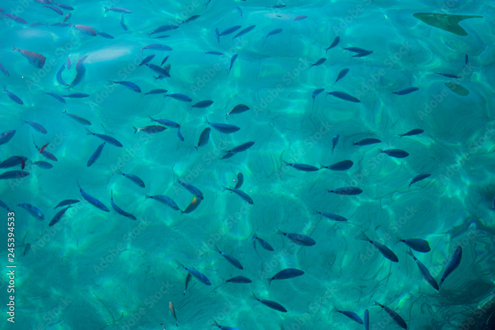 Beautiful shot of fish in the sea through water Beautiful shot of fish in the sea through water