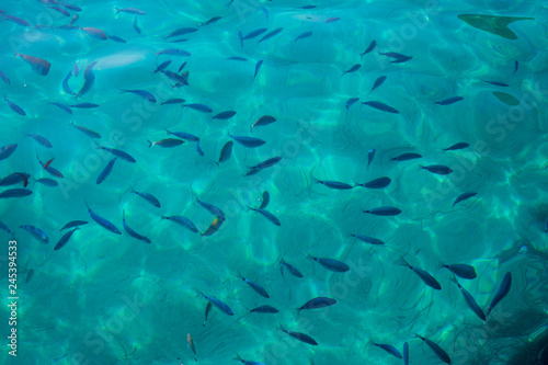 Beautiful shot of fish in the sea through water