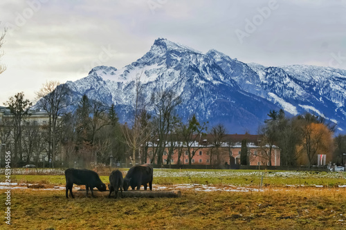 Three black cows drinking on front of the Alps 