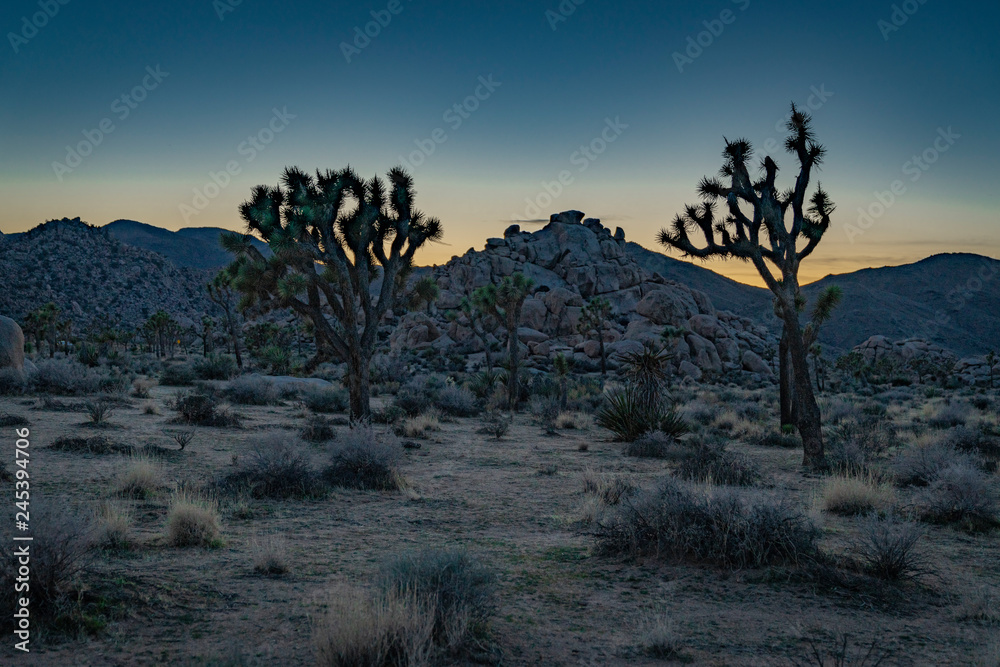 Fototapeta premium Joshua Tree