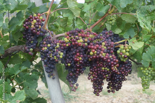Grappes de raisin
