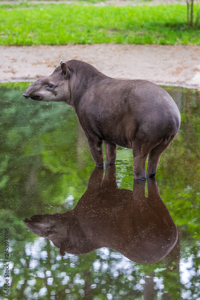 Baby tapir standing in the puddle with reflection Baby tapir standing in the puddle with reflection