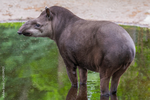 Baby tapir standing in the puddle with reflection photo