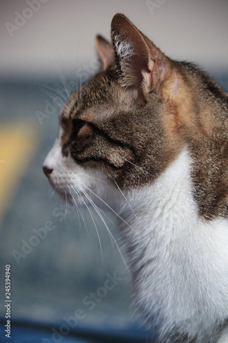 Gatto grigio e bianco domestico photo