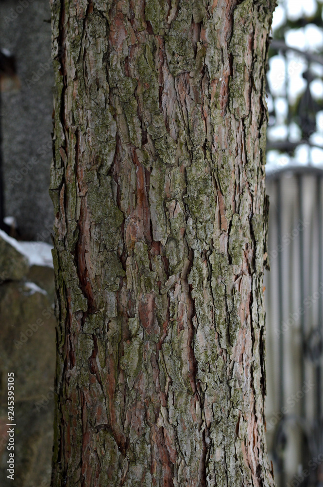 Conifer trunk on a cloudy winter day Conifer trunk on a cloudy winter day