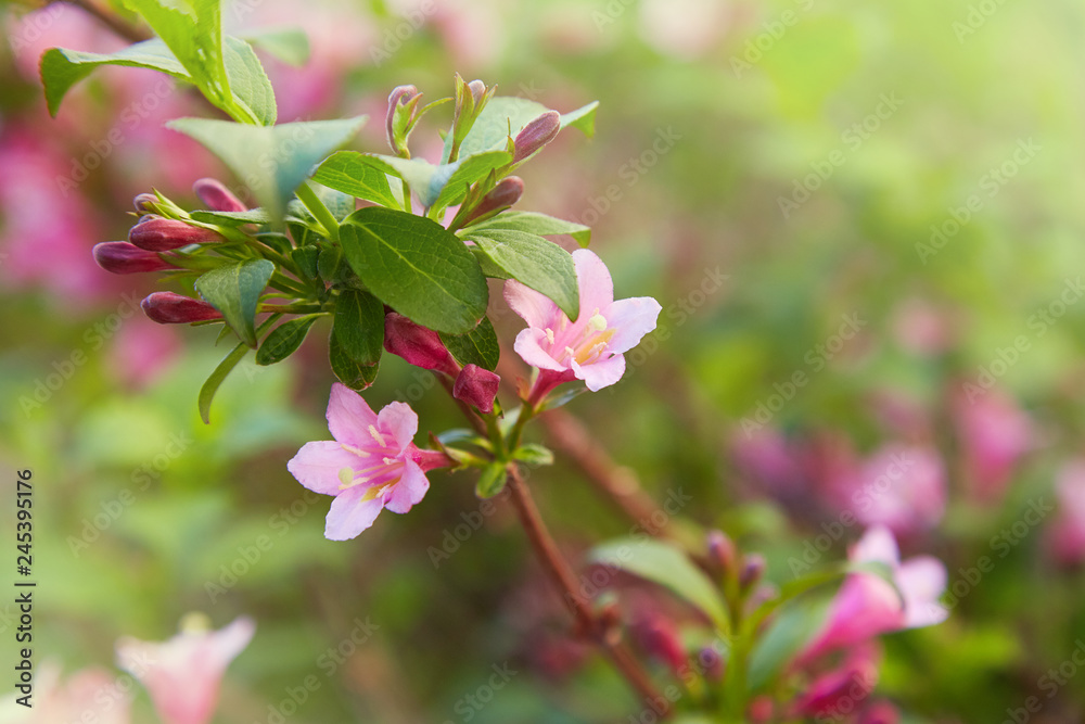 Weigela praecox. Beautiful pink flowering shrub macro view. Flowering weigela in the garden Weigela praecox. Beautiful pink flowering shrub macro view. Flowering weigela in the garden