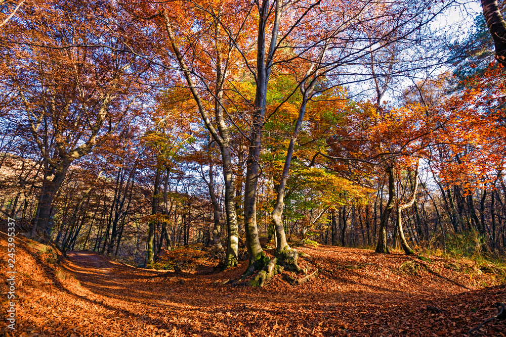 Panoramic view of a forest path on an autumn afternoon.