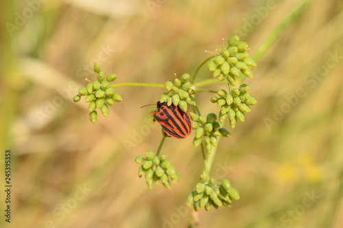 punaise arlequin
