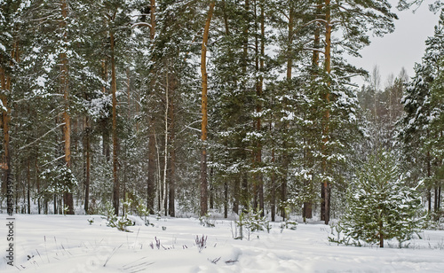 Winter landscape of Central Russia