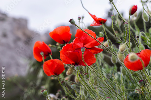 Fototapeta Naklejka Na Ścianę i Meble -  Red poppies  flowers close-up

