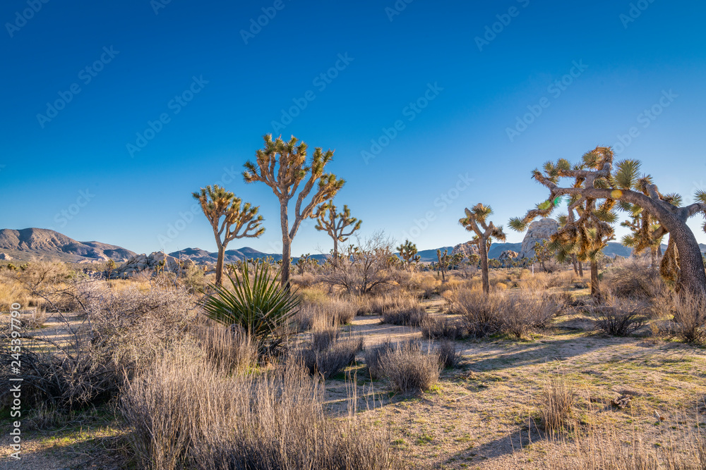 Fototapeta premium Joshua Tree