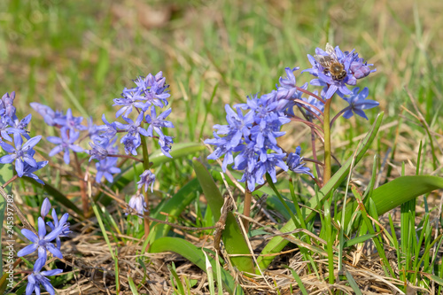 Flowering Blue squill on the lawn in early spring