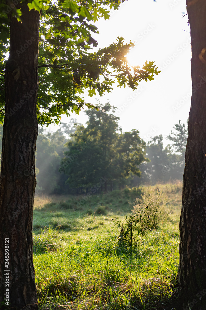 Fototapeta premium Morning Light