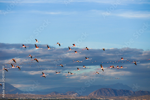 Lot of pink flamingo flying over salt lake in blue sky , Spain ,Alicante 