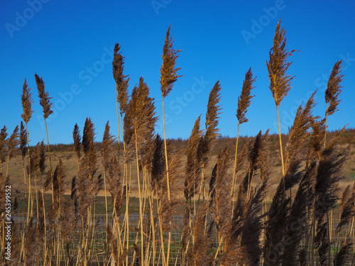 Reeds in golden winter light at St Aidan's Nature Park, Leeds, Yorkshire, England photo