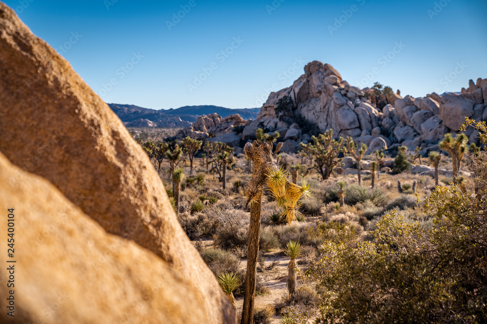 Joshua Tree Joshua Tree