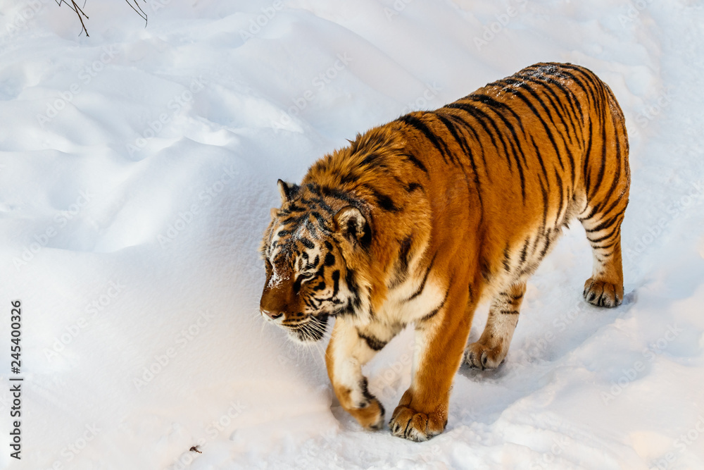 beautiful panthera tigris on a snowy road