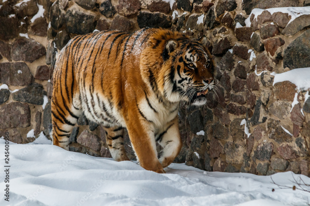 Obraz premium beautiful panthera tigris on a snowy road