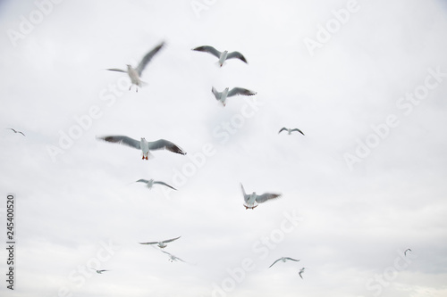 seagulls flying in the air