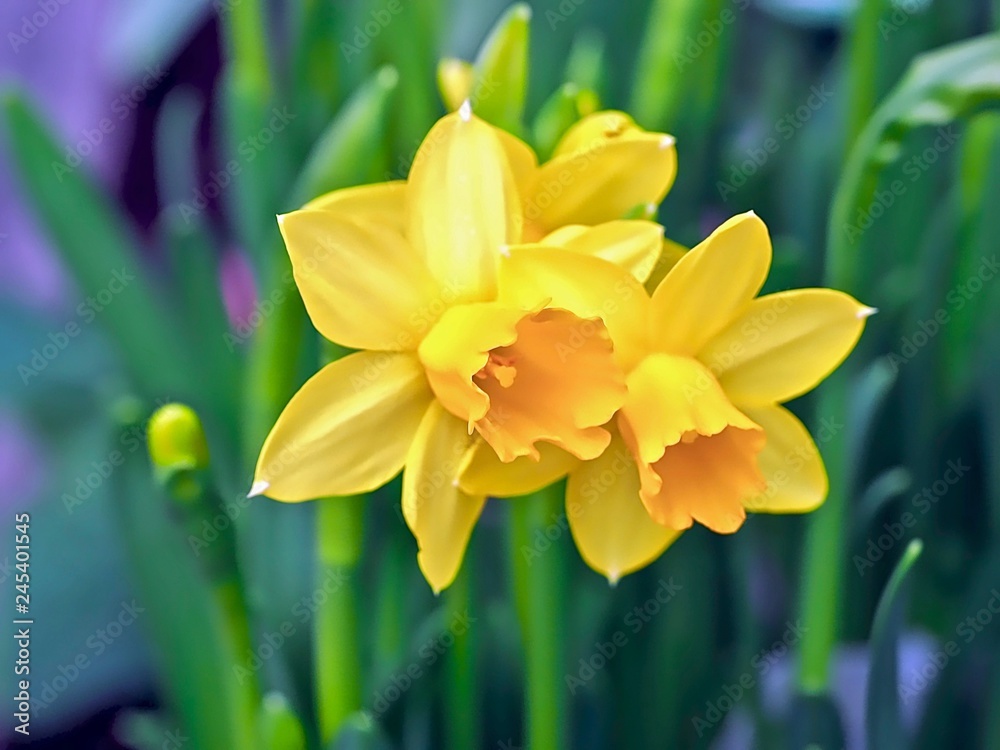 Beautiful blooming daffodils Beautiful blooming daffodils
