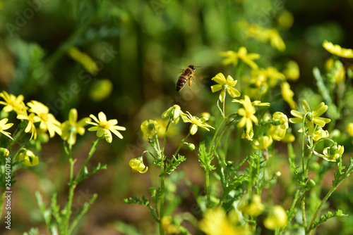 bee in the garden with yellow flowers