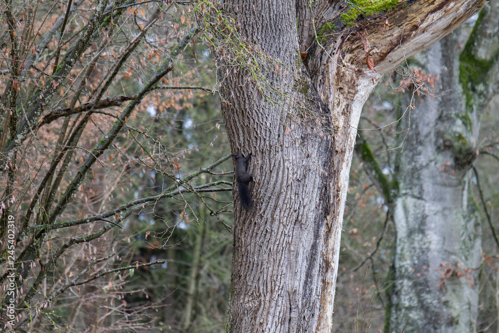 A brown European squirrel in autumn on a mastic branch between leafless branches A brown European squirrel in autumn on a mastic branch between leafless branches