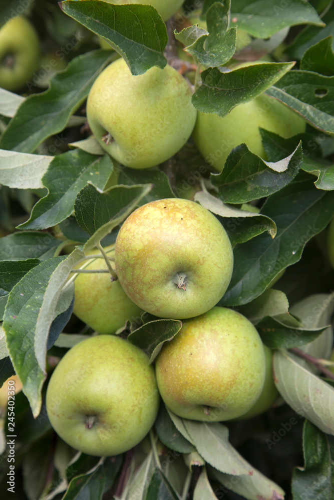 Apples on Tree Apples on Tree