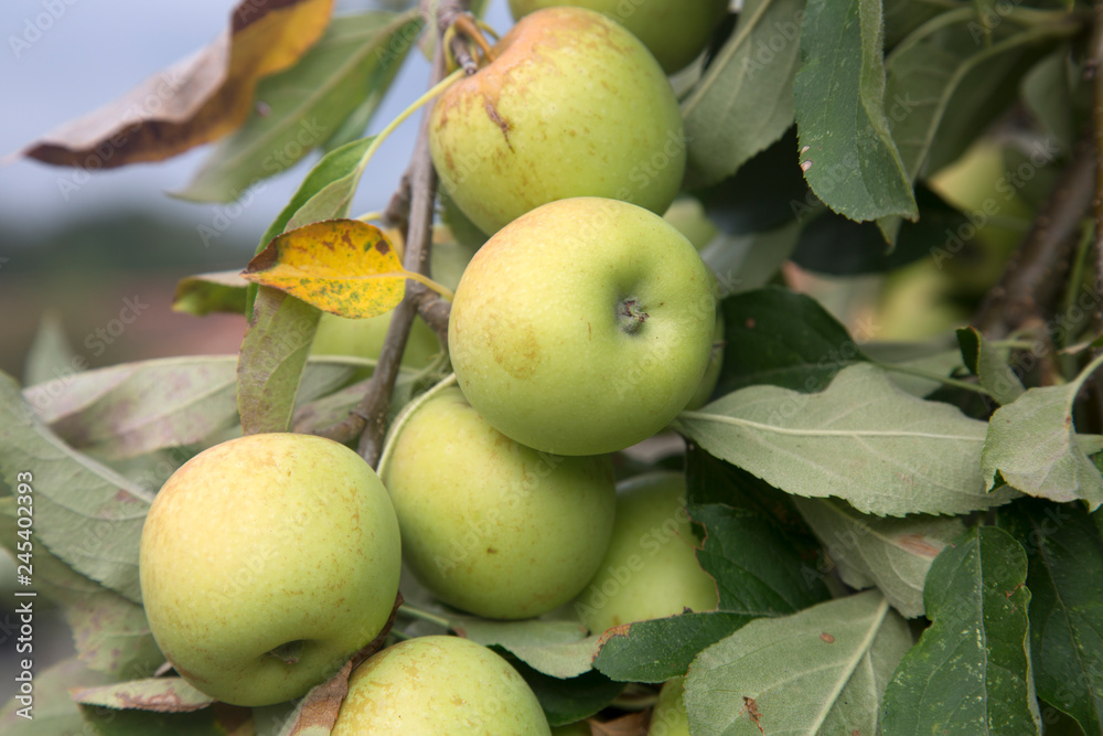 Apples Growing on Tree