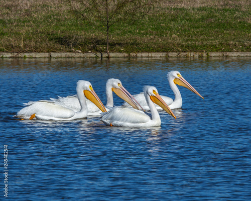 Four pelicans on a sunny afternoon!