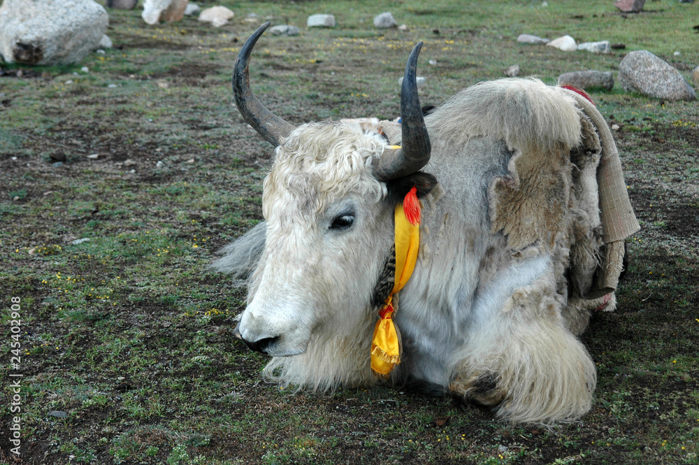 Tibetan Yak animal. The bark around the sacred mount Kailash, Tibet, China  Stock Photo | Adobe Stock