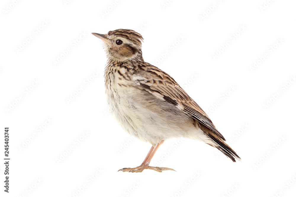 Wood Lark Wood Lark