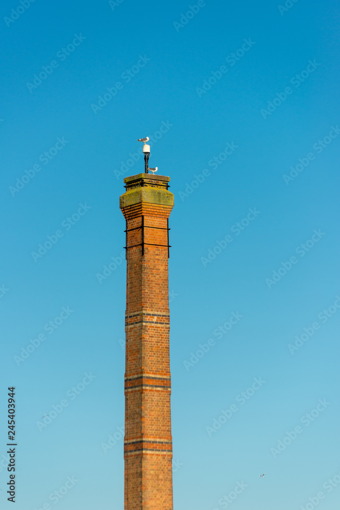 gull stood on top of tall chimney