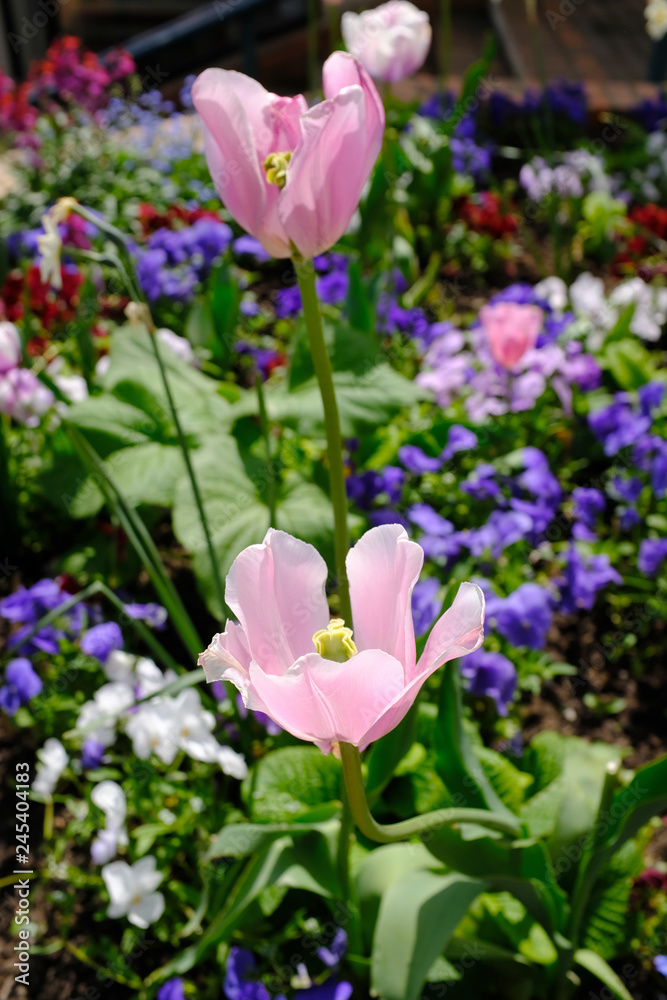 Fototapeta premium massif floral