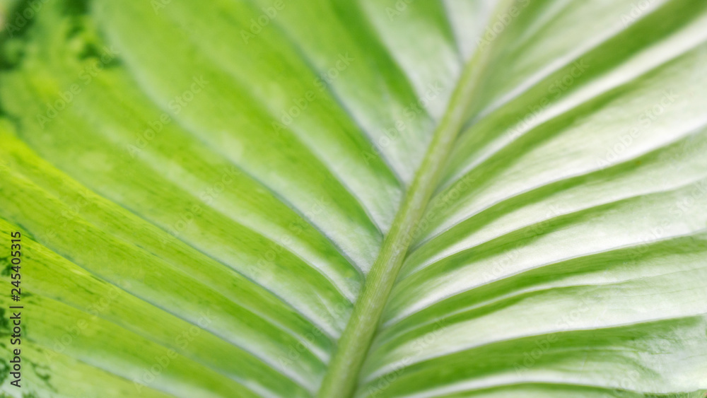 Dumb cane leaf background Dumb cane leaf background