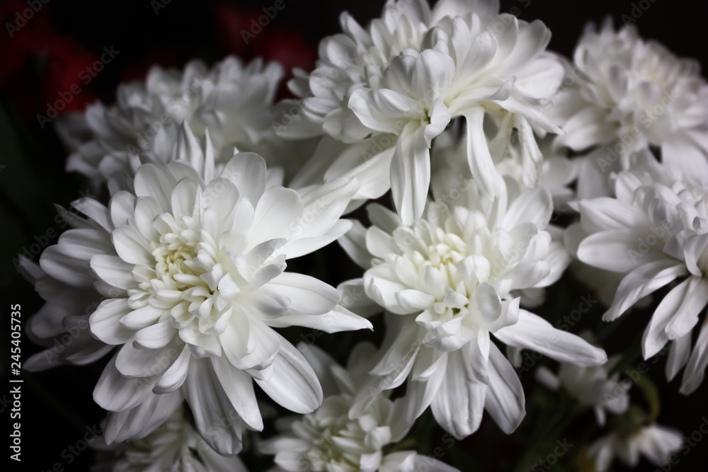 White garden chrysanthemums on a dark background. White garden chrysanthemums on a dark background.