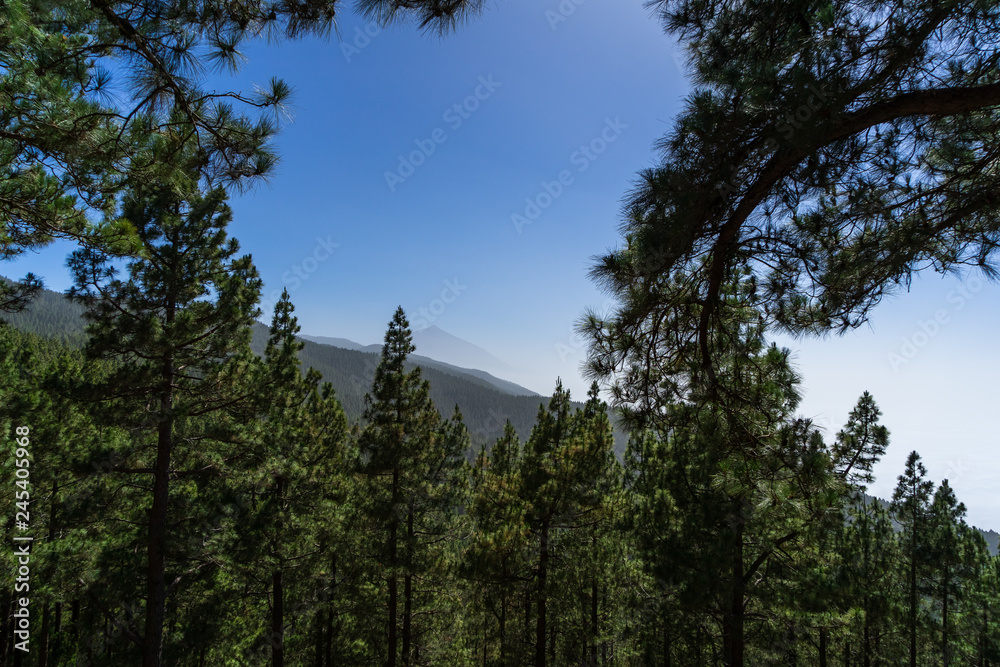 View of the Teide volcano through a relict highland forest (more than 2000 meters). Tenerife. Canary Islands. Spain.