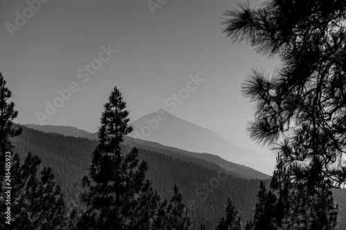 View of the Teide volcano through a relict highland forest (more than 2000 meters). Tenerife. Canary Islands. Spain. Black and white.