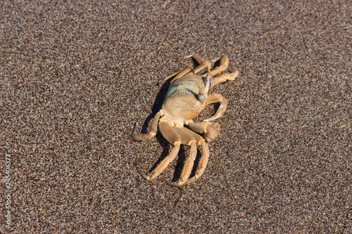 big-eyed crab on the sand