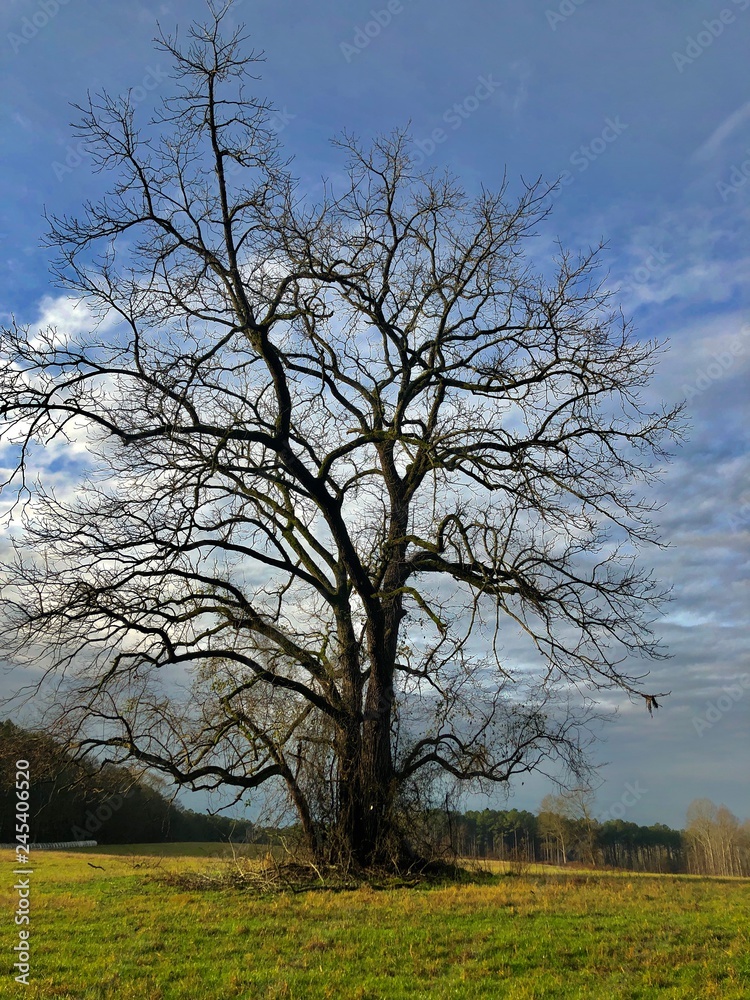 A lone tree in a field in late Autumn.