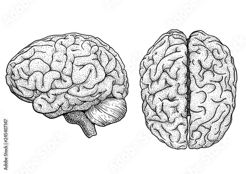 Brain illustration, drawing, engraving, ink, line art, vector
