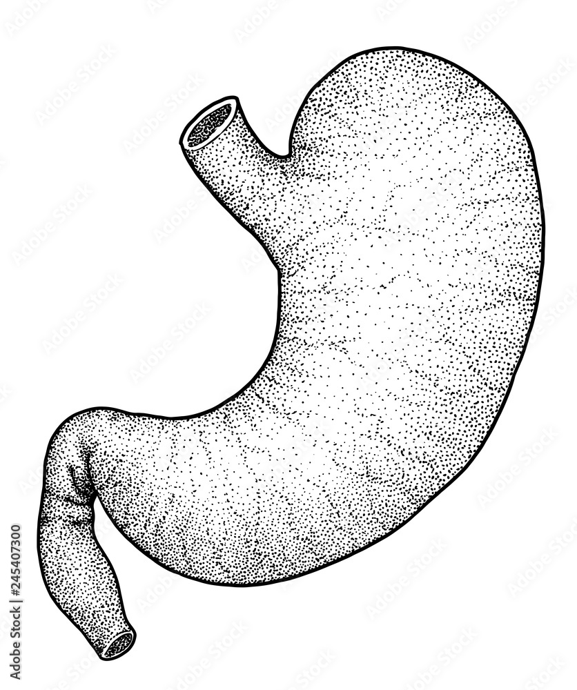 Human stomach illustration, drawing, engraving, ink, line art, vector  Векторный объект Stock | Adobe Stock