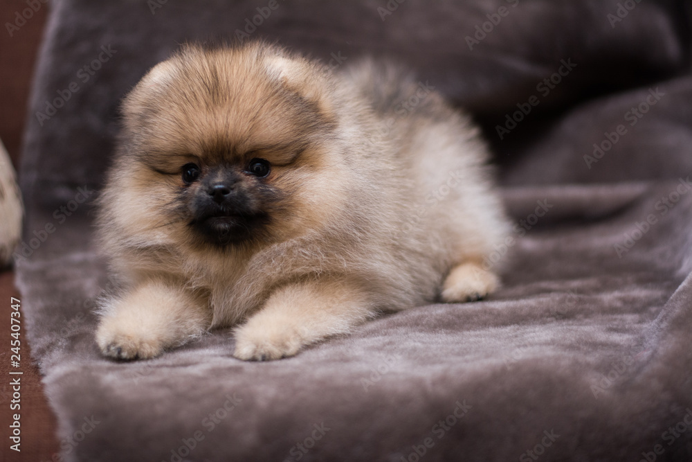 spitz dog pomeranian puppy spitz dog pomeranian puppy