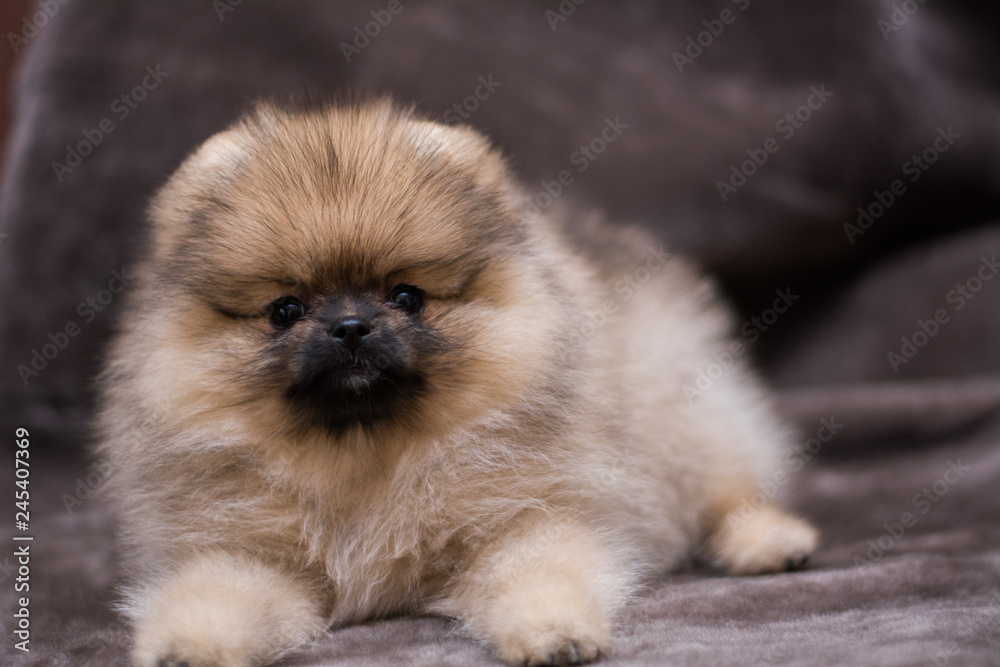 spitz dog pomeranian puppy