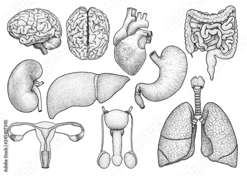 Human organs collection illustration, drawing, engraving, ink, line art, vector